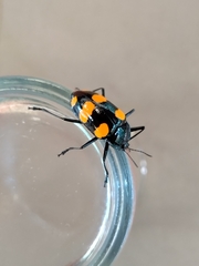 Scaphidomorphus bosci