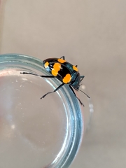 Scaphidomorphus bosci