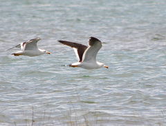 Larus atlanticus
