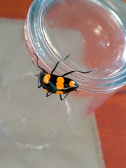 Scaphidomorphus bosci