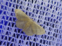 Idaea