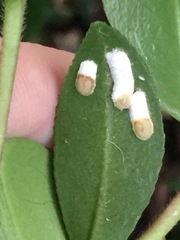 Pulvinaria camelicola