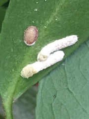 Pulvinaria camelicola