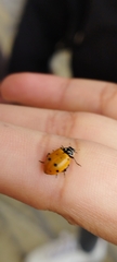 Hippodamia convergens