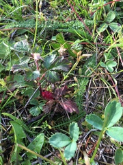 Rubus arcticus acaulis