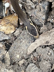 Cacophis squamulosus