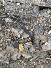 Cacophis squamulosus