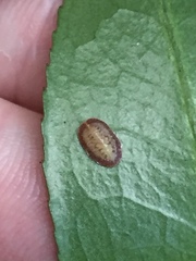 Pulvinaria camelicola