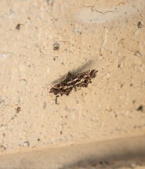 Diasemiopsis