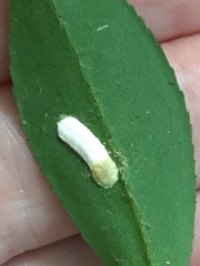 Pulvinaria camelicola