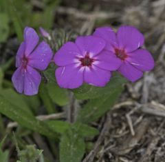 Phlox glabriflora