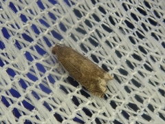 Epiblema sugii