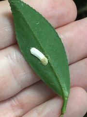Pulvinaria camelicola