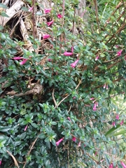 Fuchsia microphylla