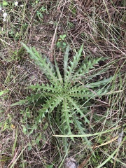 Cirsium horridulum