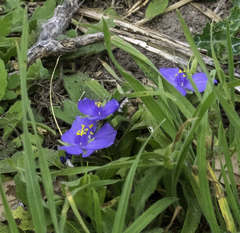 Tradescantia subacaulis
