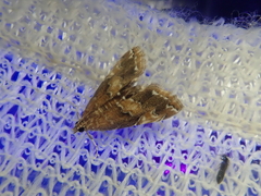 Elophila turbata