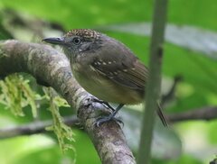 Dysithamnus puncticeps