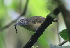 Dysithamnus puncticeps