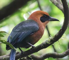 Baryphthengus martii