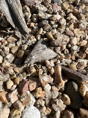 Melipotis acontioides