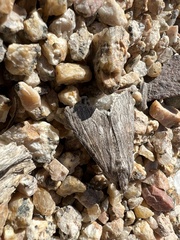 Melipotis acontioides