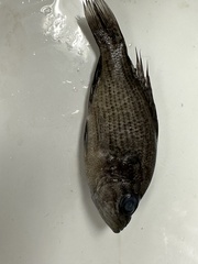 Lepomis gulosus