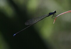 Prodasineura laidlawii