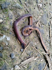 Calamaria pavimentata