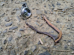 Calamaria pavimentata