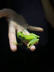 Boana rufitela
