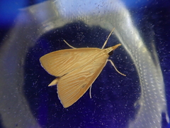 Sclerocona acutellus