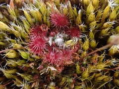 Drosera pygmaea