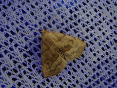 Paragabara flavomacula