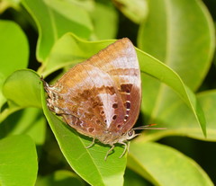 Arhopala micale