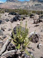 Acantholippia seriphioides