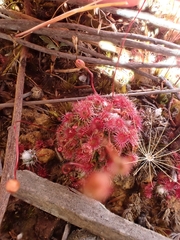 Drosera pygmaea
