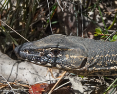 Varanus rosenbergi
