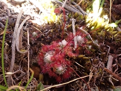 Drosera pygmaea