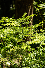 Adiantum formosum