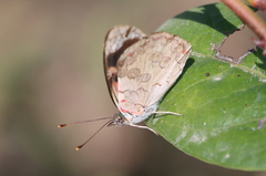 Diaethria bacchis
