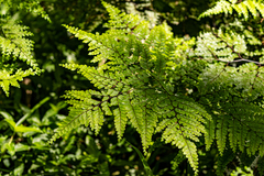 Adiantum formosum