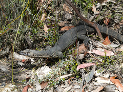 Varanus rosenbergi