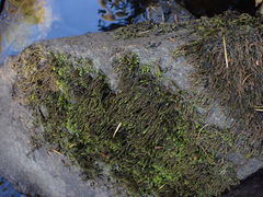 Scleropodium obtusifolium