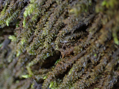 Scleropodium obtusifolium