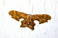 Calledapteryx dryopterata