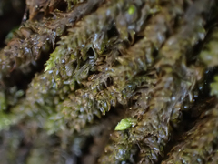 Scleropodium obtusifolium