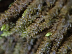 Scleropodium obtusifolium