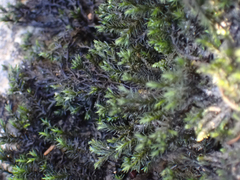Scouleria aquatica