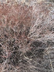 Eriogonum effusum